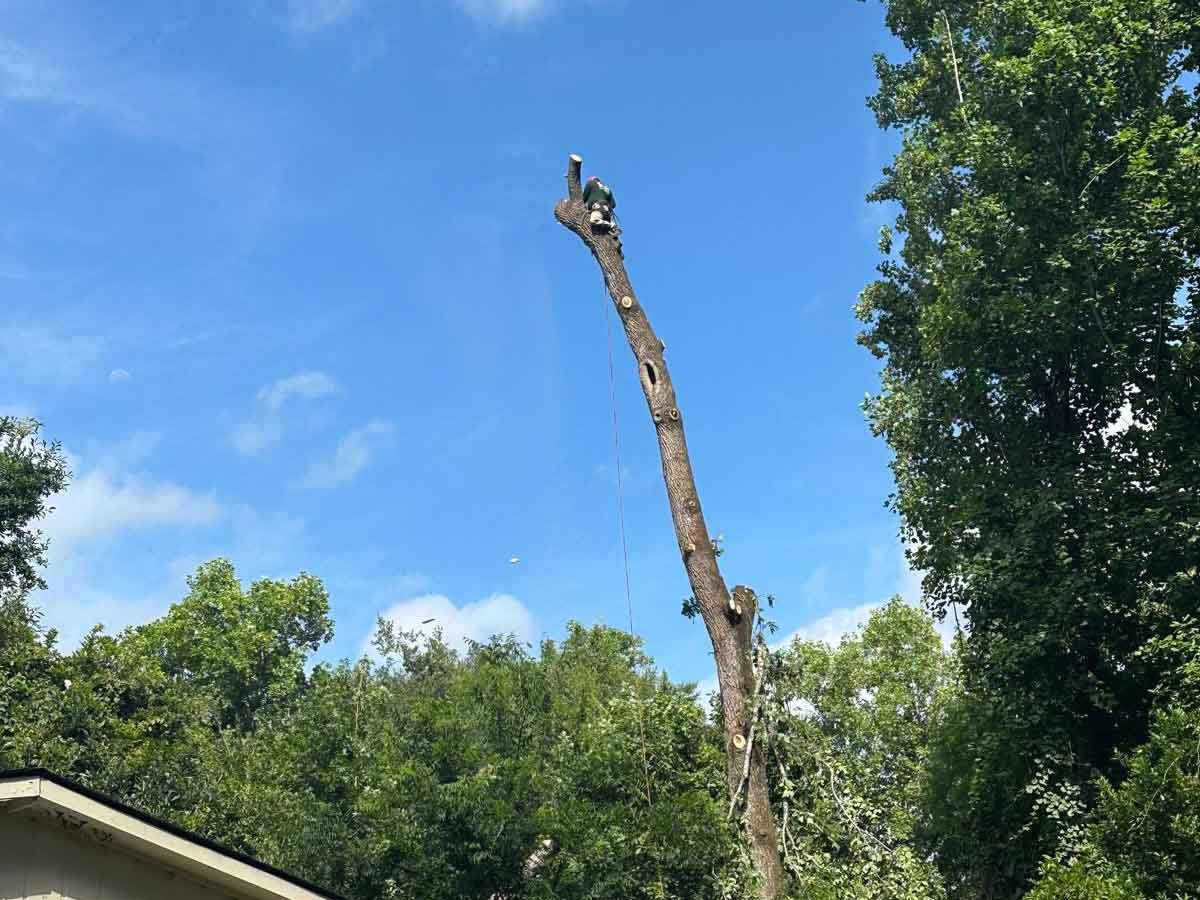 El Costeño Tree Service LLC